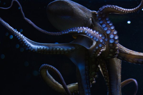 Kraken 16 at сайт
