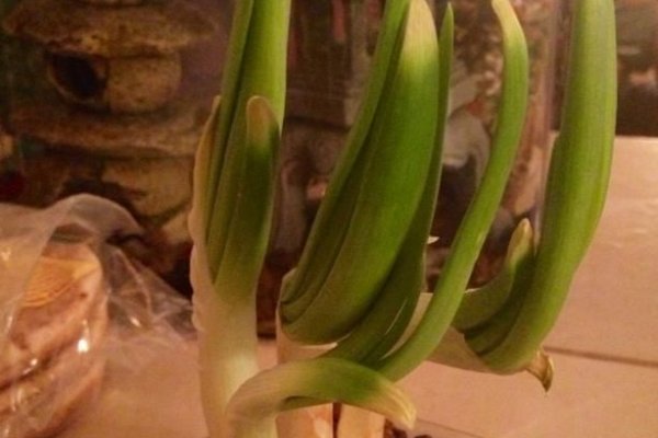 Kraken актуальный сайт