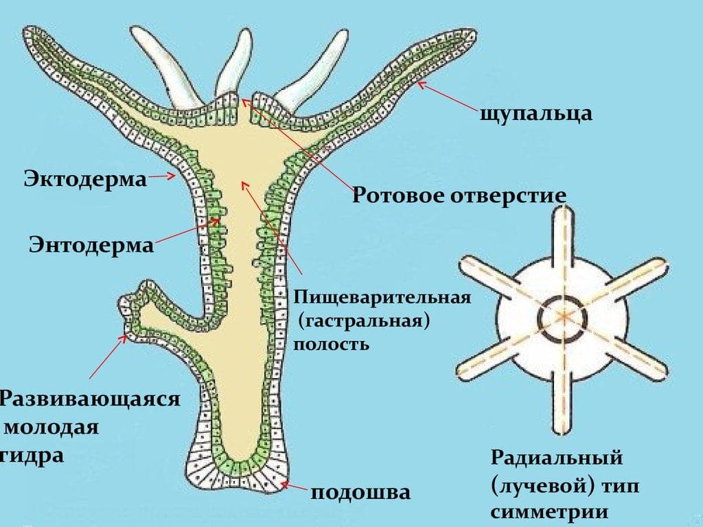 Почему не работает кракен